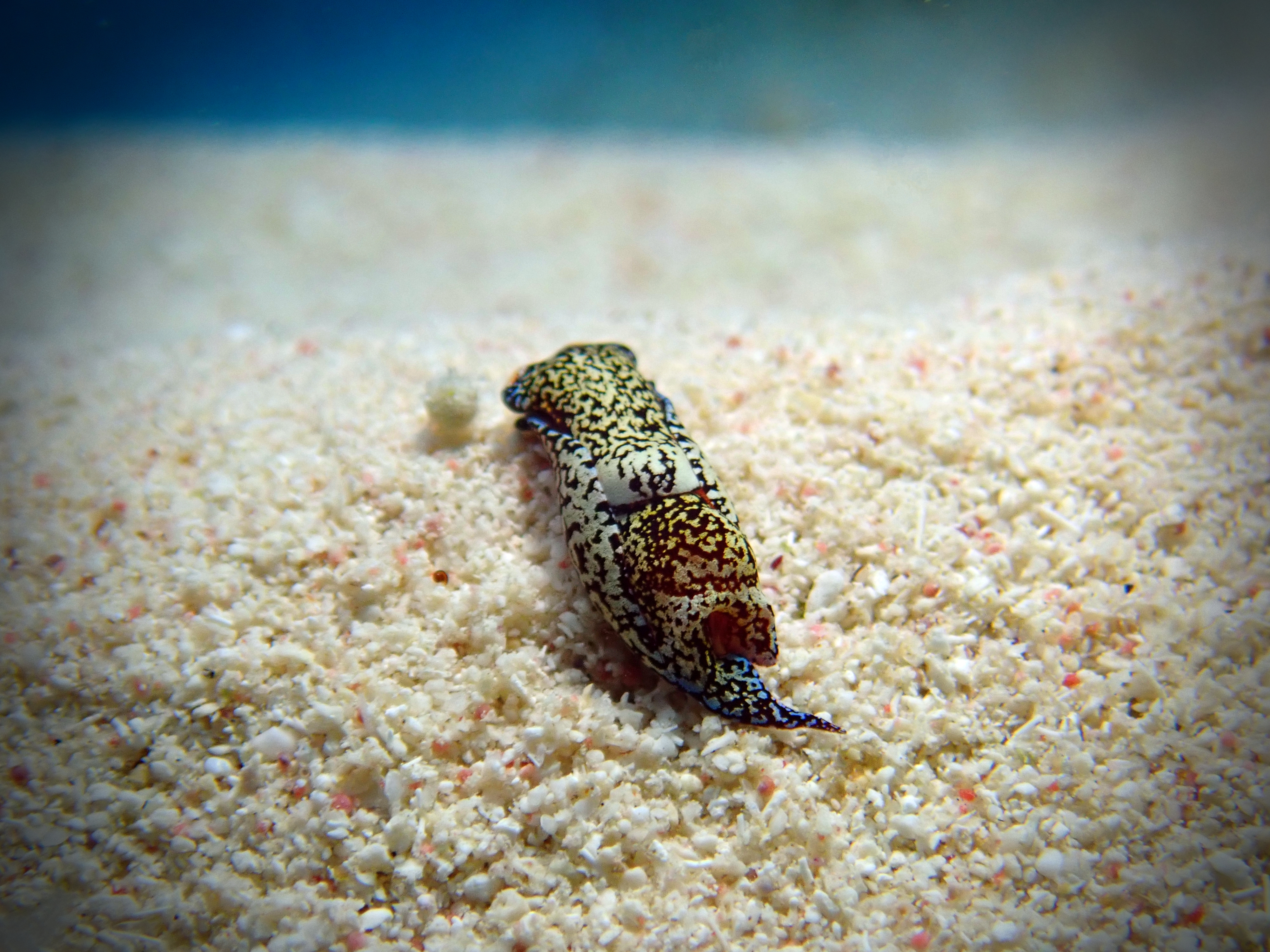 Little Cayman Lettuce Sea Slug